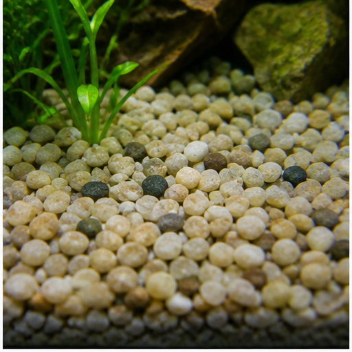 Akvariebund arrondi dans un aquarium
