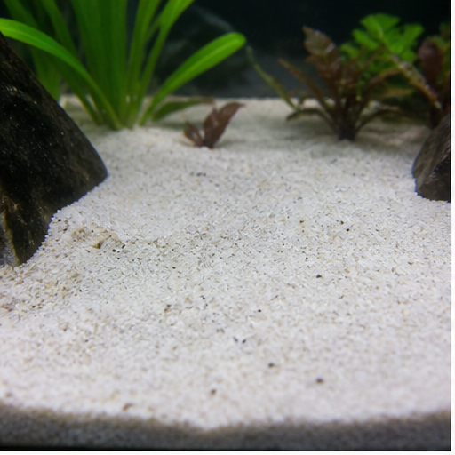 Akvariebund clair dans un aquarium
