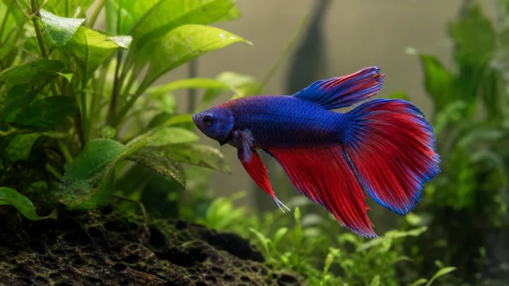 Betta-kompatibilitet
