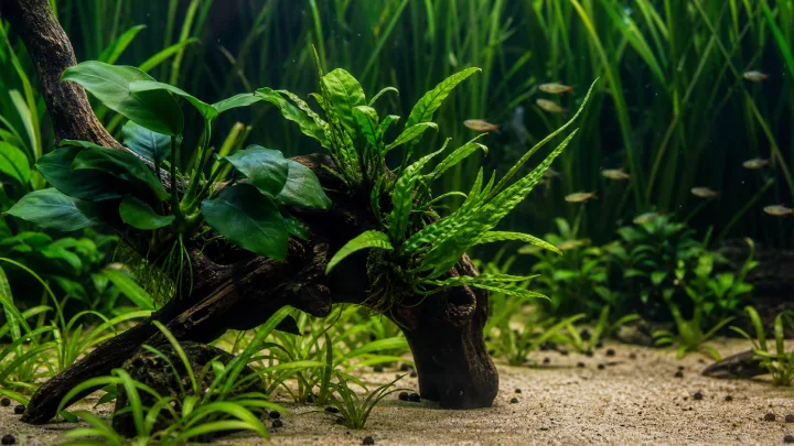 Lette planter
