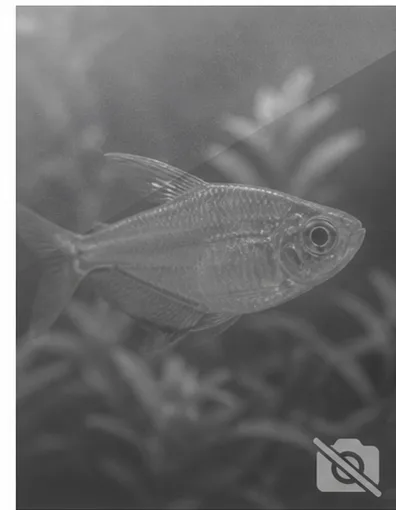 Centropyge acanthops African Angel of Africa
