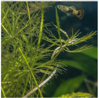 Overskydende kuldioxid