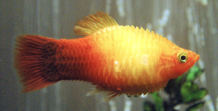 Dropsy - Fisk vokser i stigende grad, børstede skalaer.