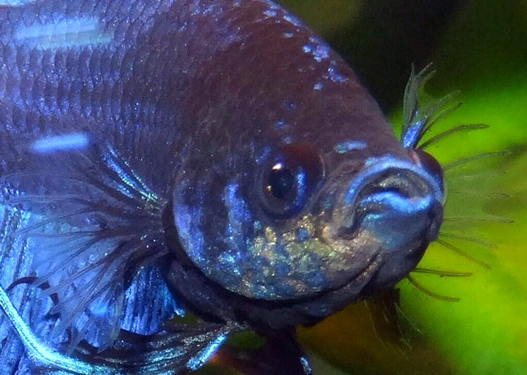 Fløjlsygdom - Pludselig udseende af små kornede og gulaktige punkter er tydeligt synligt fra fronten.