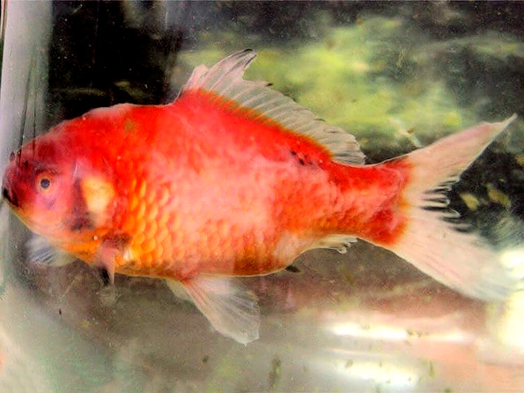 En slimhinde gær - Vadede aflejring med aspektet af skimmel.