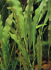 Aponogeton undulatus