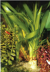 Crinum thaianum