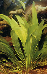 Echinodorus bleheri