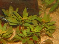 Ludwigia glandulosa