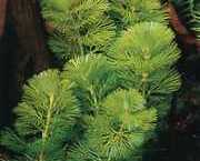 Cabomba caroliniana 