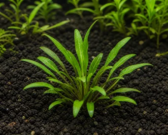 Cryptocoryne parva