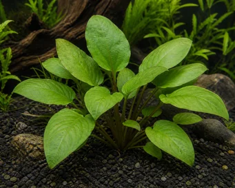 Cryptocoryne pontederifolia