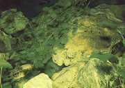 Hydrocotyle leucocephala 