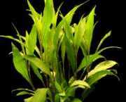 Hygrophila siamensis 