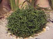 Lilaeopsis brasiliensis 