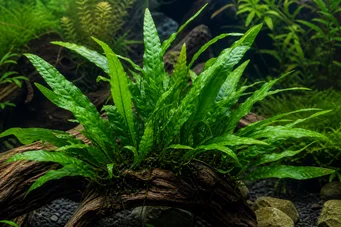 Microsorum pteropus