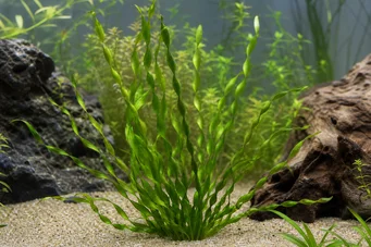 Vallisneria americana var. biwaensis
