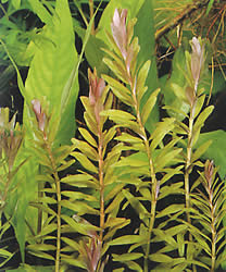 Rotala rotundifolia