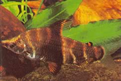 Abramites solarii (Abramite udsmykkede)