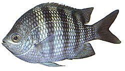 Abudefduf saxatilis (Sergent-major)