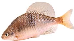 Acanthorhodeus atranalis Japan Bouvière