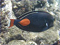 Acanthurus Achilles (Rød plet og halekirurg)