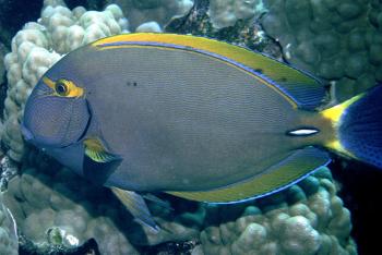 Acanthurus Dussumieri (Stærk øjenkirurg)