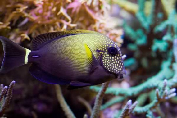 Acanthurus Maculiceps