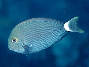 Acanthurus Mata Hvid -tailed kirurg