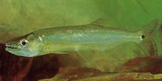 Acestrorhynchus falcirostris Payala, Grand Dent-Chien, Characin-Chien