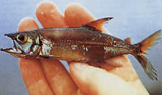 Acestrorhynchus microlepis Characin-chien med små skalaer