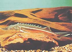 Acipenser nudiventris Flodsturge, glat mave