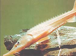 Acipenser schrencki