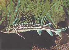 Acipenser sturio (Sturgeon)
