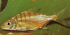 Acnodon normani Pacou de Norman, Pacousi