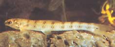 Ammocryptocharax minutus (Characin-fleche minut)