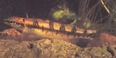 Ammocryptocharax vintonae Characin Dwarf Fleche fra Vinton