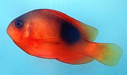 Amphiprion ephippium (Hestvindende klovnfisk)