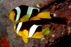 Amphiprion sebae (Gulhale fisk)