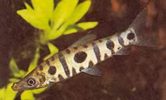 Anostomus spiloclistron Falsk anostomus med tre pletter