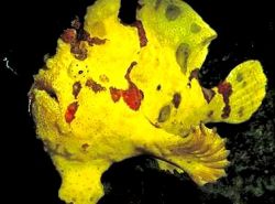 Antennarius maculatus Fish-Rapaud, fisker eller antenner