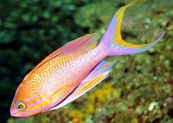 Anthias anthias Barber