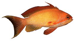 Anthias squamipinnis (Rød barber)