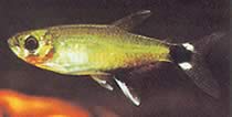 Aphyocharax paraguayensis Hvid Ocel Tetra, Sun Tetra