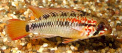 Apistogramma viejita Dværg cichlid med sort hals
