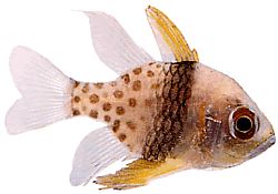 Apogon nematopterus Apogon pyjamas