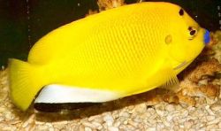 Apolemichthys trimaculatus Tritachery Fish