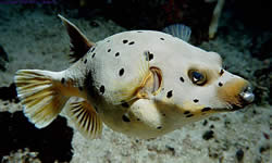 Arothron nigropunctatus Ballonfisk med sorte pletter