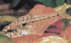 Asiphonichthys condei Glas tetra med små skalaer