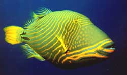 Balistapus undulatus (Bølget)